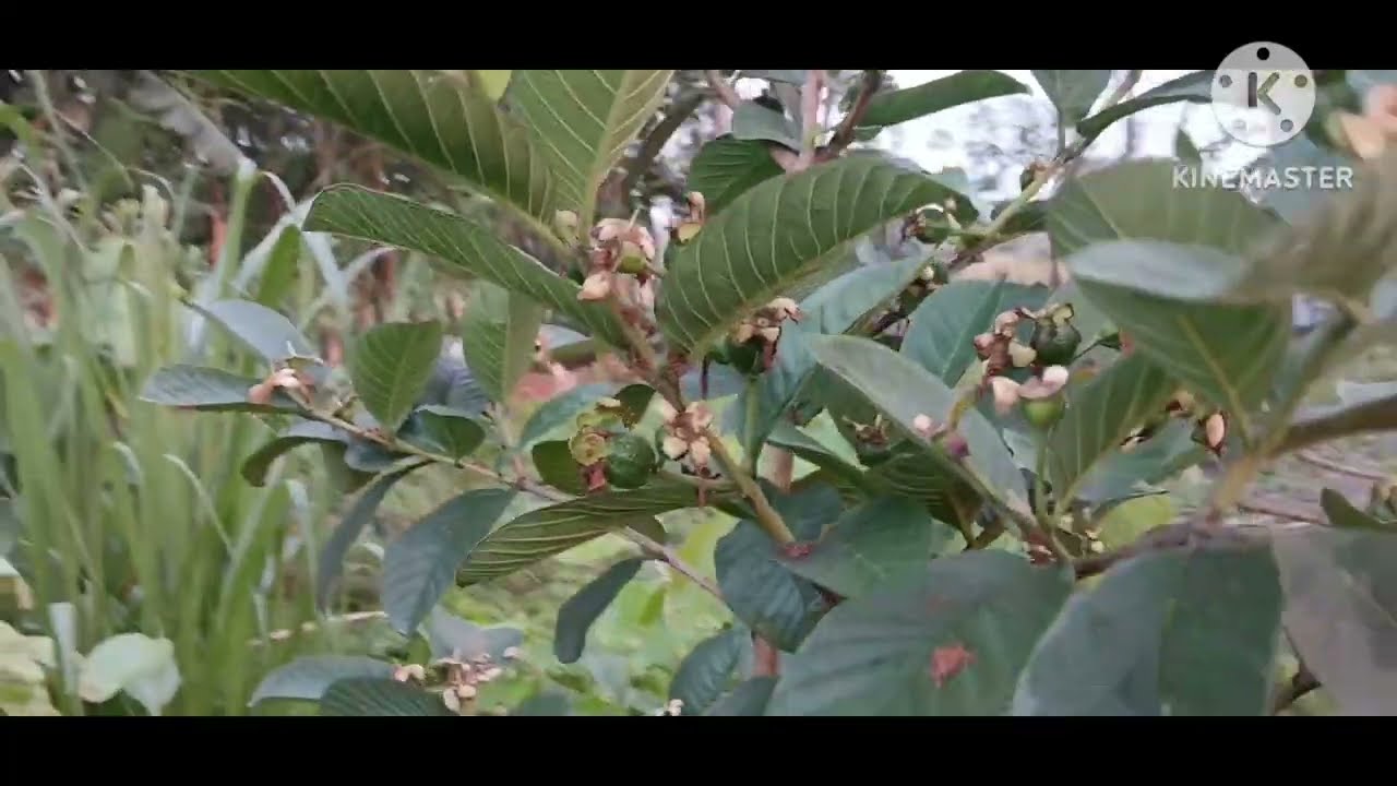 পেয়ারা গাছে এমন কি দিলাম এতো পরিমানে ফল ধরেছে । 19 April 2025। Roy Bird House।