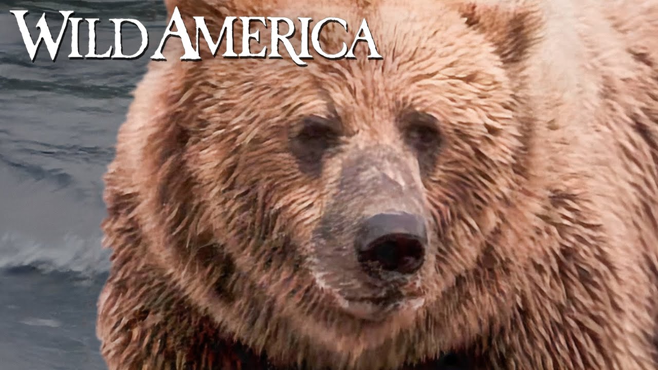 Wild America | S9 E6 River of Bears | Full Episode HD