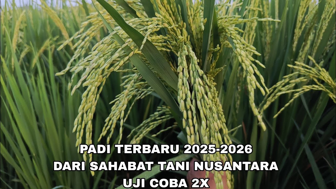PADI TERBARU 2026 DARI SAHABAT TANI NUSANTARA #sahabattaninusantara 