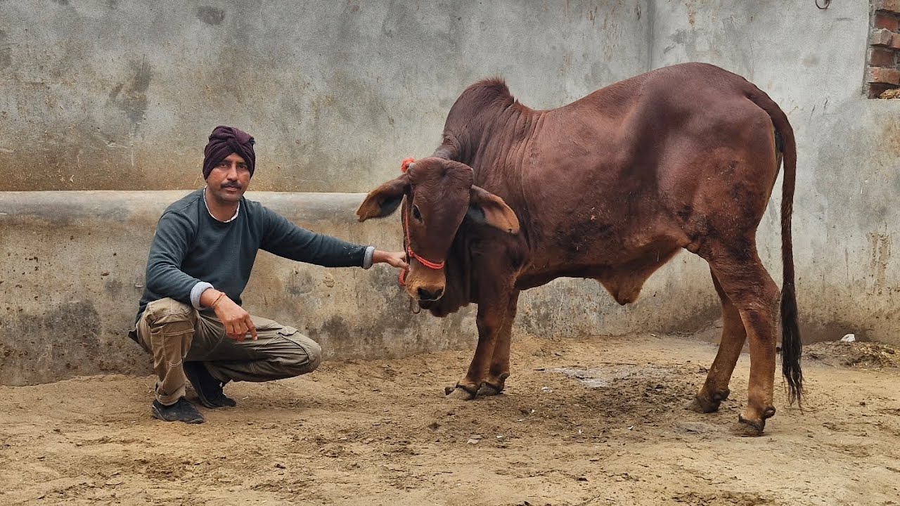 🐄✨ 15 महीने की प्योर साहीवाल बच्चड़ी | सिरसा सिटी में सेल के लिए उपलब्ध🔥🐄 आज ही देखें! 9518239875 📞 