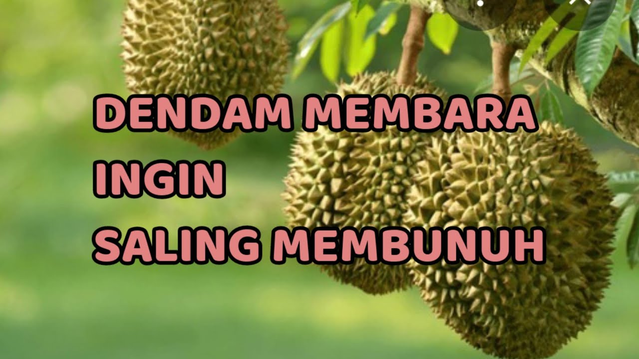 🎆 DENDAM MEMBARA INGIN SALING M3MBUNUH 🎆