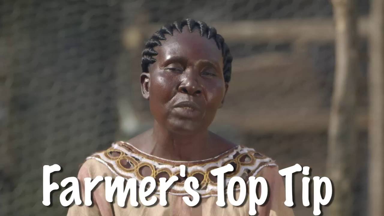 Shamba Shape Up Sn 6 - Ep 13: Ducks, Cassava, Sorghum and Value Addition (English)