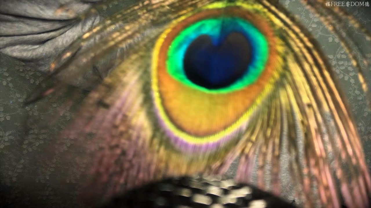 [ASMR] Ear-tickling Feather Trigger & Visual