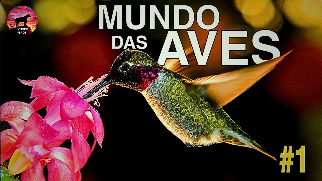 O FASCINANTE MUNDO DAS AVES | PARTE 1 | DOCUMENT&Aacute;RIO DE ANIMAIS