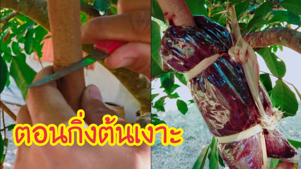 EP. 26 #Rambutan วิธีตอนกิ่งต้นเงาะ