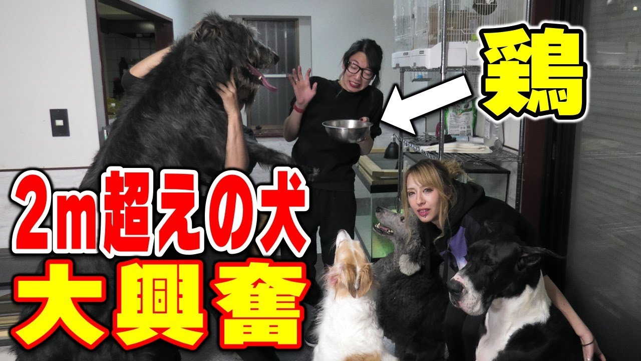【多頭飼い】超大型犬にニワトリ頭をあげてみたら猛獣に&hellip;‼︎