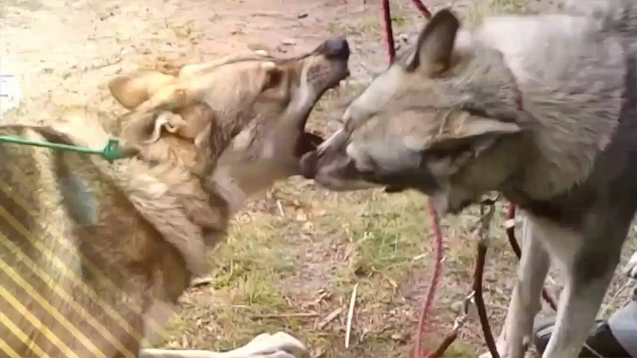 Saarloos Wolfhond Wolfhund