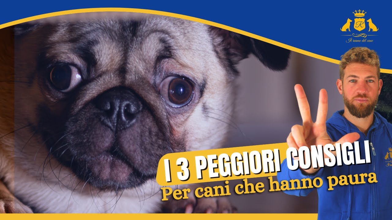 I 3 PEGGIORI CONSIGLI: per i cani che hanno paura