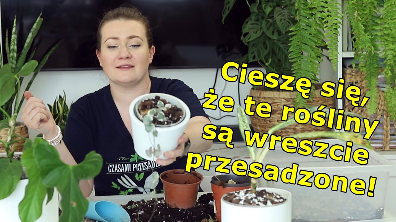 Nie ma co za długo czekać z przesadzaniem: Anthurium, Aglaonema, Ceropegia