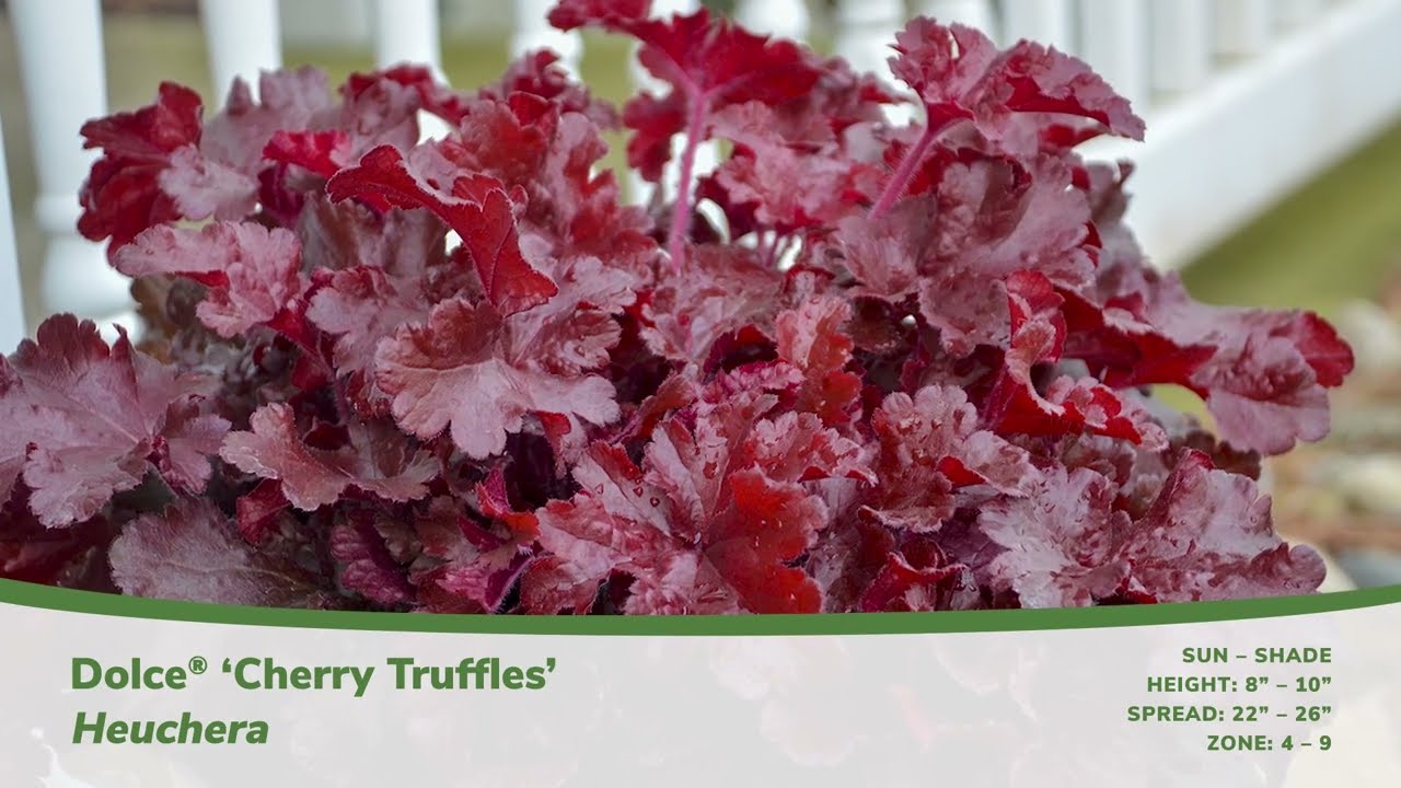 All About Heuchera