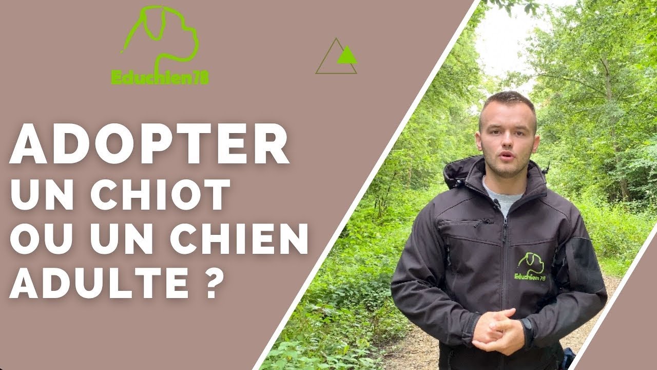Faut-il adopter un chiot ou un chien adulte ? - EDUCHIEN