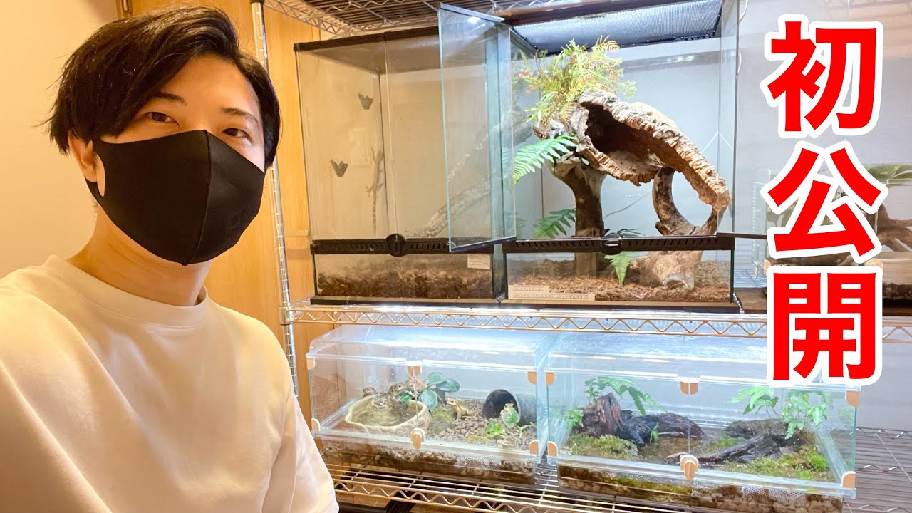 未公開だった『大型ヤモリ』のビバリウムを紹介！激レア色彩変異個体も登場！