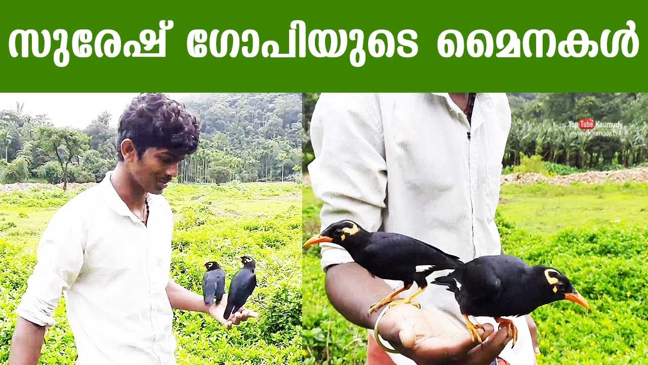 Suresh Gopi and the two mynas named Chinnu and Minnu | Wayanad, Kerala
