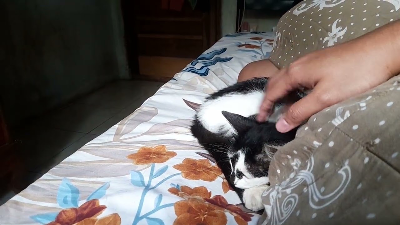 Akhirnya Jengjeng pulang ke rumah 🥺