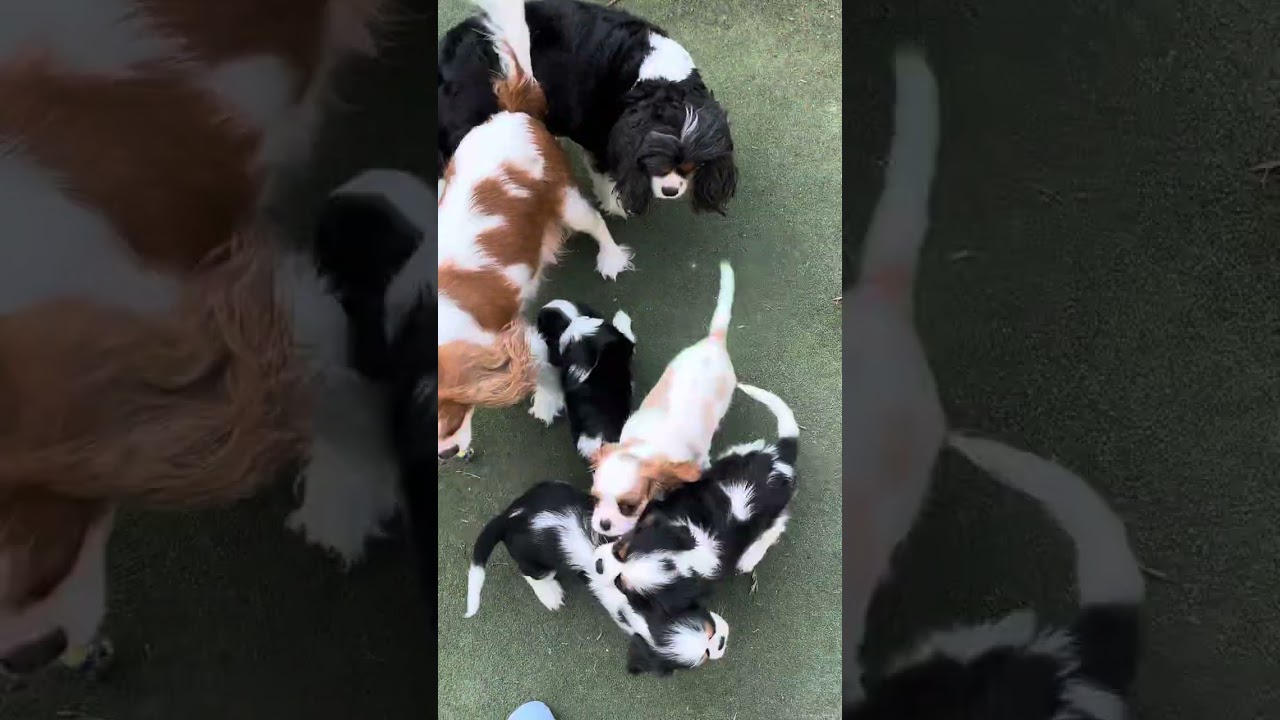 Cavalier King Charles puppies braving the outside yard 