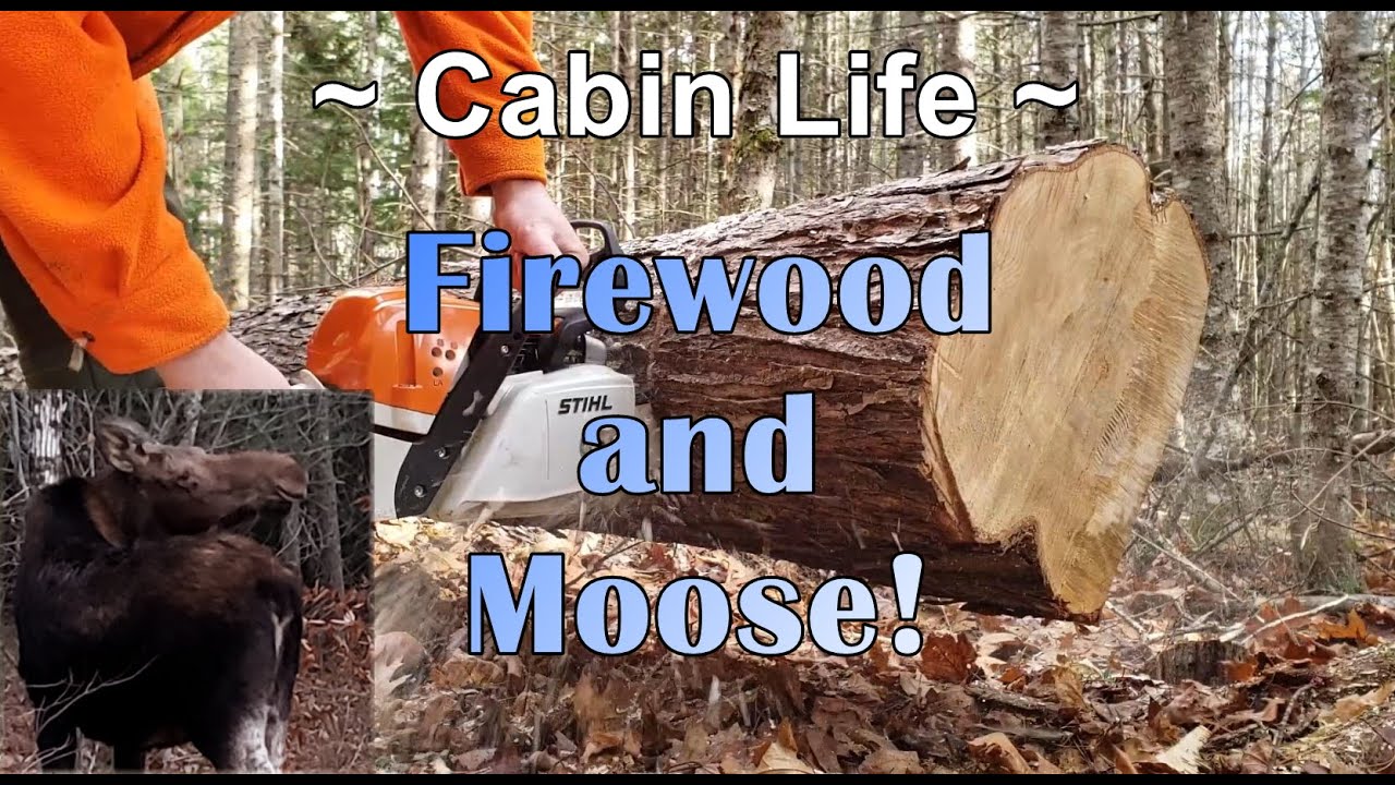 Firewood Harvest with the ATV and more Moose! Cabin Life.
