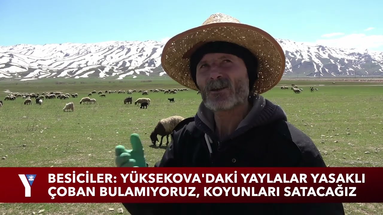 Besiciler: Yüksekova'daki yaylalar yasaklı, çoban da bulamıyoruz
