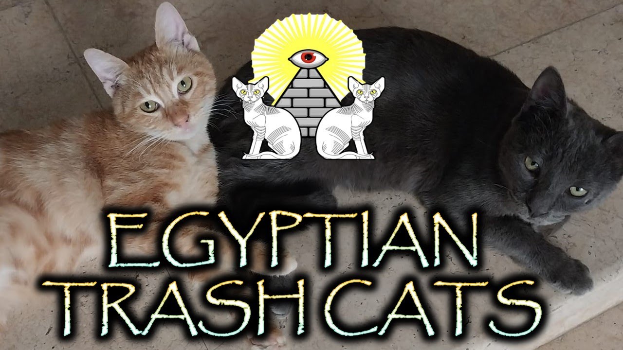CAT RESCUE (Stewart) Episode 5