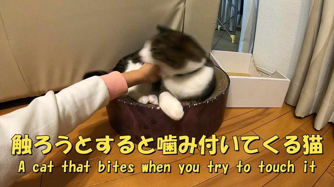 触ろうとすると噛み付いてくる暴れ猫　暴れ猫/保護猫ハナ♂