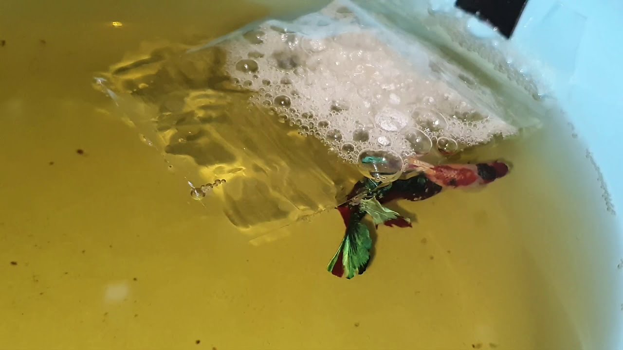 Betta Fish Breeding | How to breed betta fish easy & low cost | Step by Step