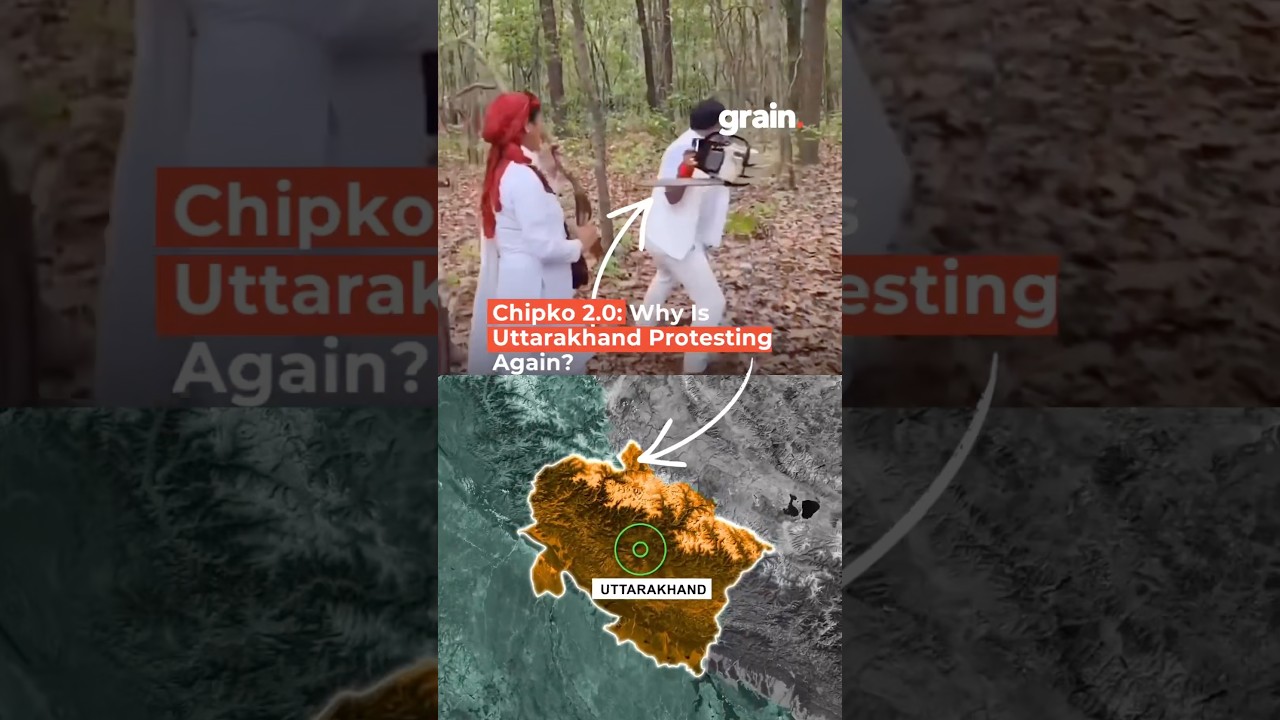 Chipko 2.0? Why Uttarakhand Is Protesting the Felling of 4,300 Trees
