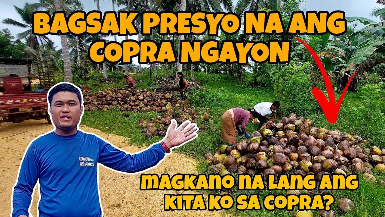 Copra farming lugi na nga ba ngayon? Bagsak ang presyo