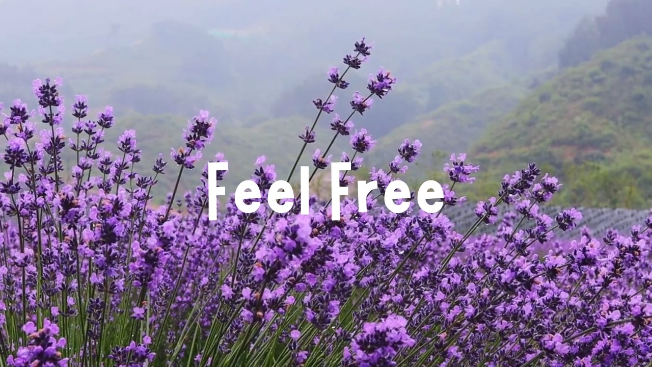 Nature's Calm – Acoustic Guitar in Misty Lavender Landscapes [Feel Free]