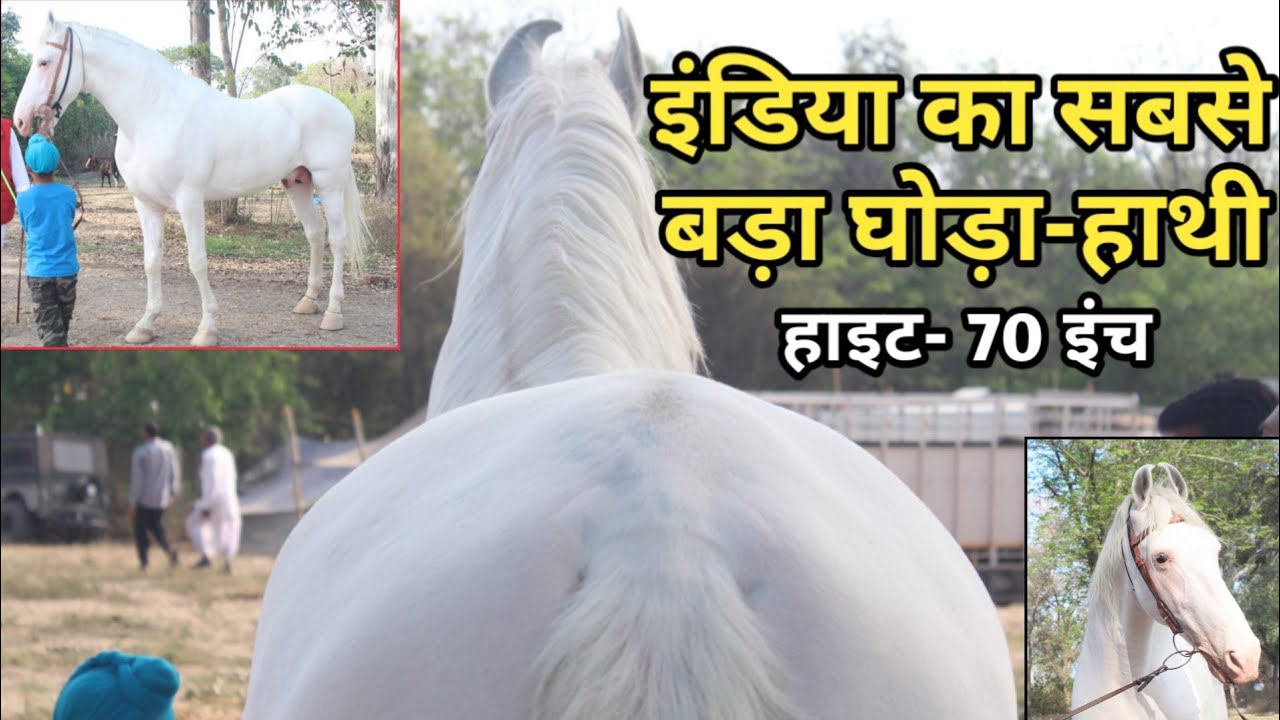 Faridkot horse show 2019-नहीं देखा तो देख लो इंडिया के सबसे बड़े घोड़े हाथी को