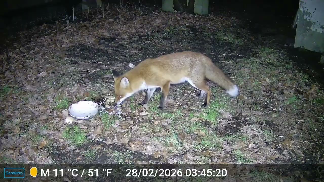 Mein Freund der Fuchs 28.02.26