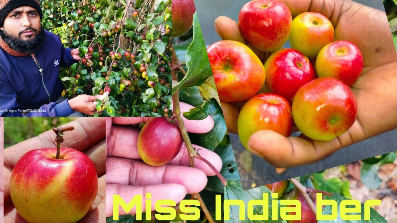 Miss India apple ber plant by Everfit Agro Farm 9734020436 