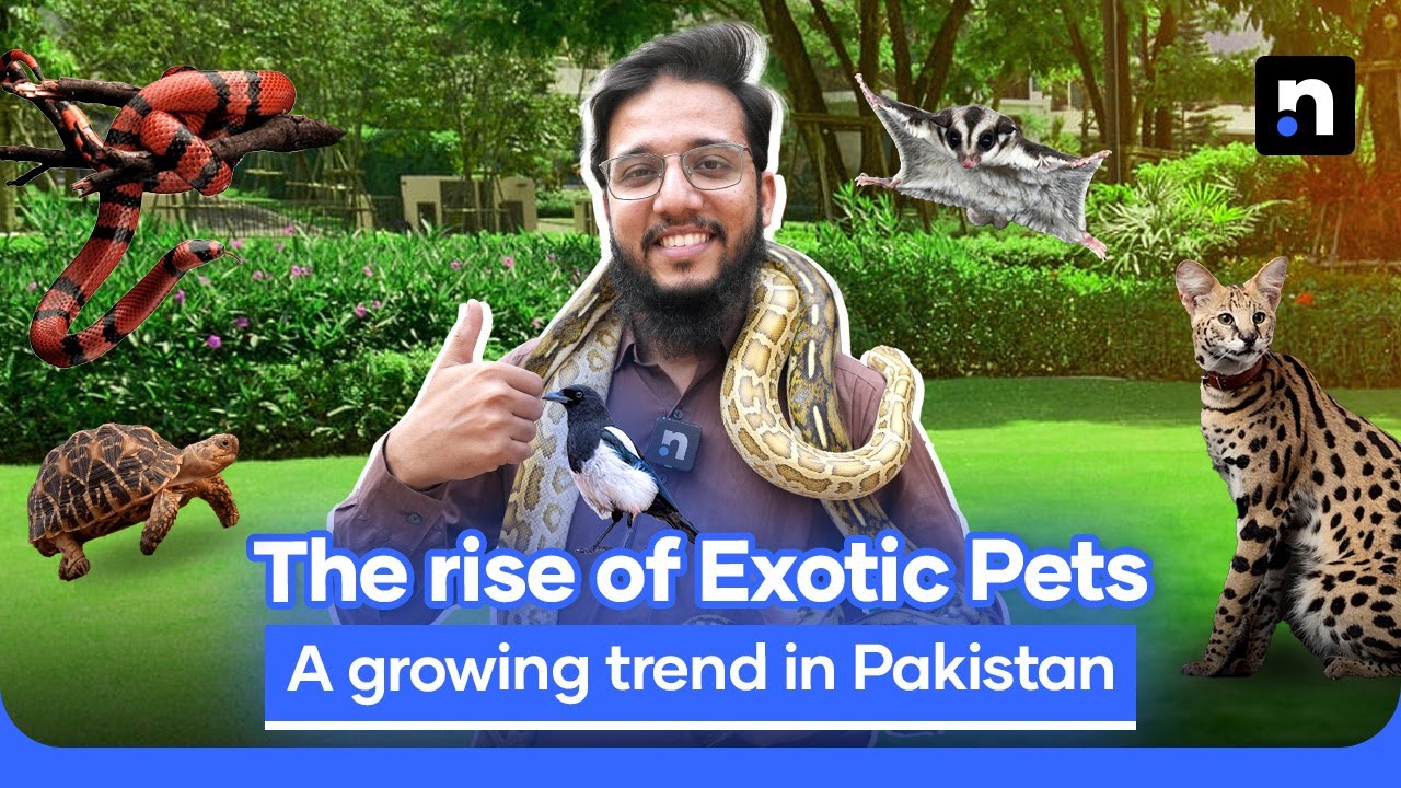 The Growing Popularity of Exotic Pets in Pakistan | Nukta