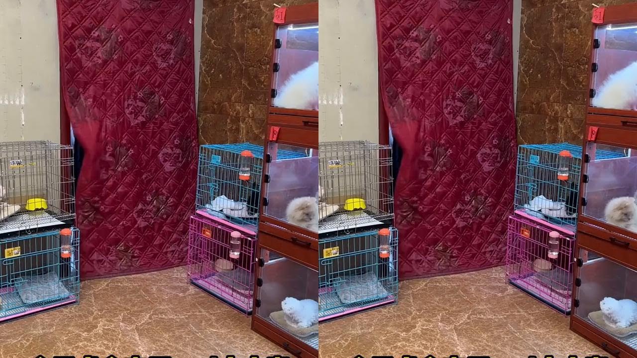 这对夫妻最后给孩子选的这只怎么样 #茶杯犬 #俊介 #博美俊介