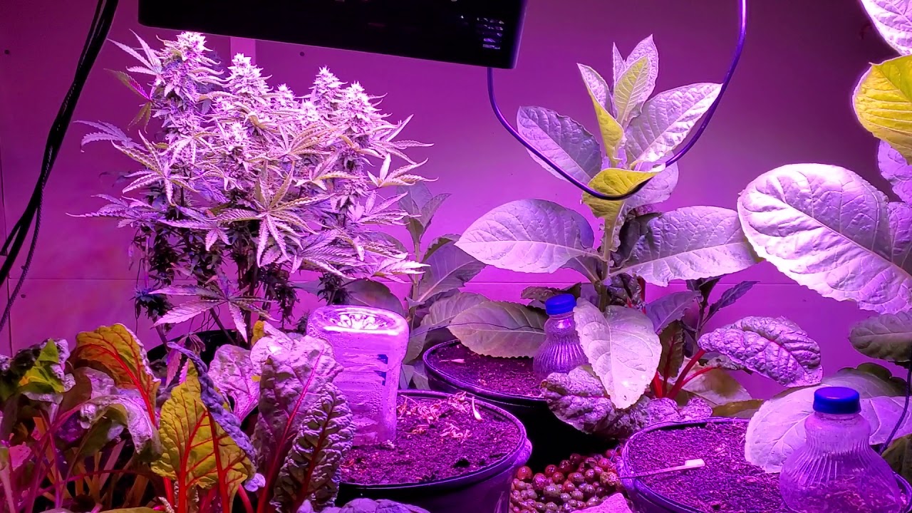 CBD KUSH - Day 1 - System Update