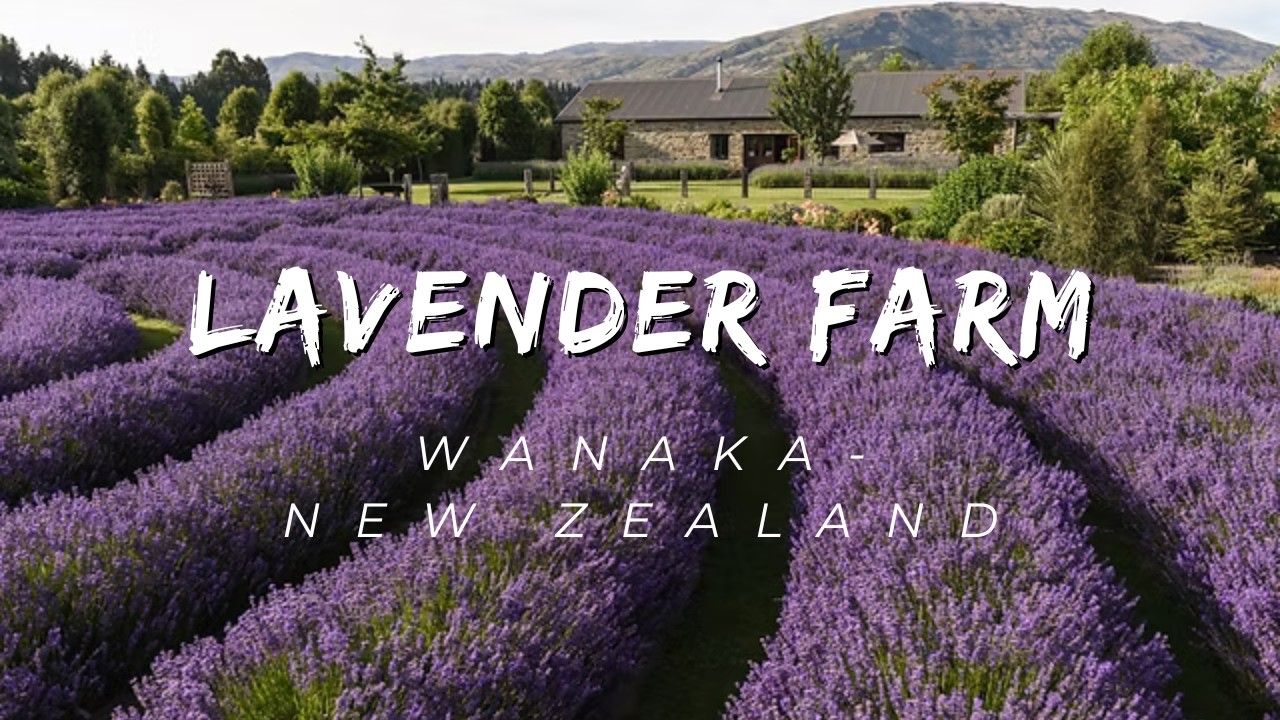 Lavender Farm Wanaka New Zealand