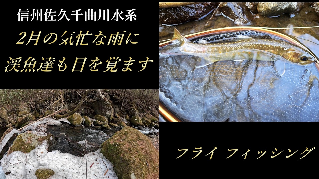 信州佐久 千曲川水系 2月の気忙な雨に渓魚達も目を覚ます