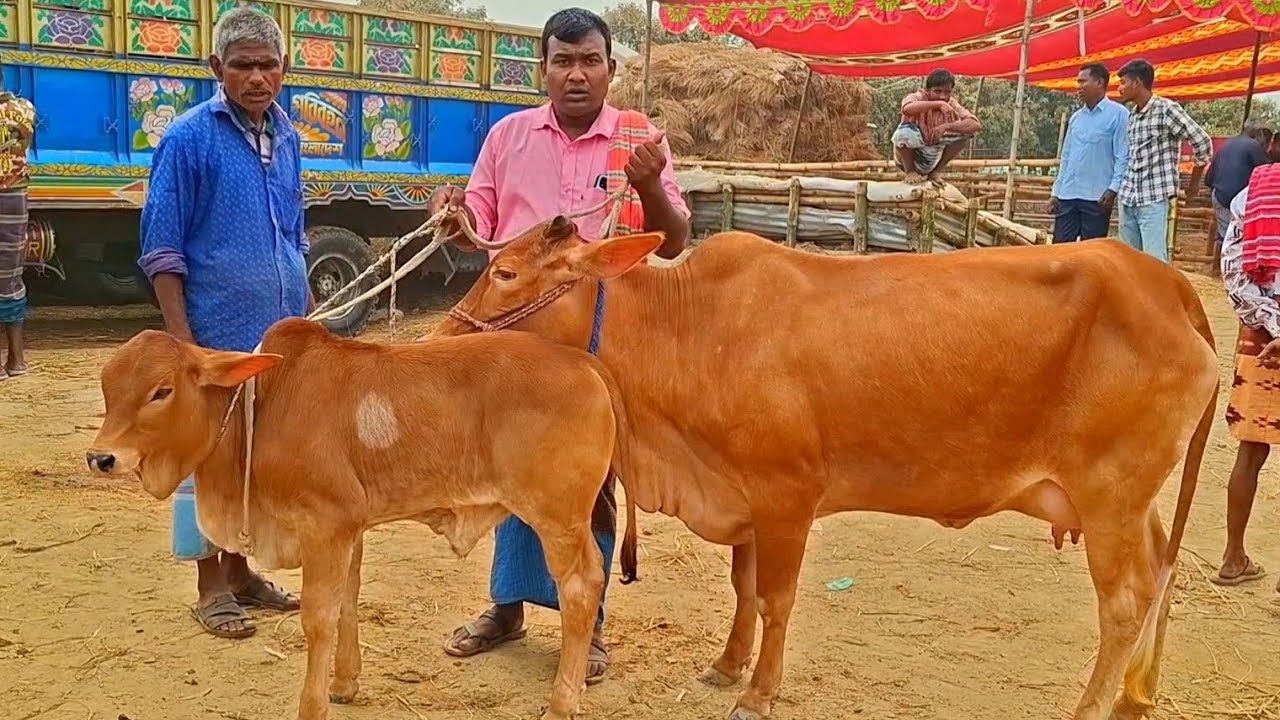 @আজ March 9, 2026|বাছুর সহ গাভী গরুর দাম | gavi goru dam | | রানীগঞ্জ হাট |দিনাজপুর