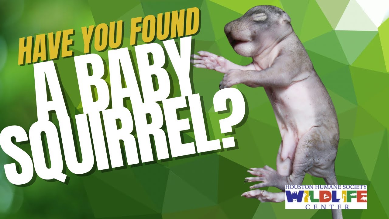 Found a baby squirrel? What to do next (reunification or wildlife rehabilitation)