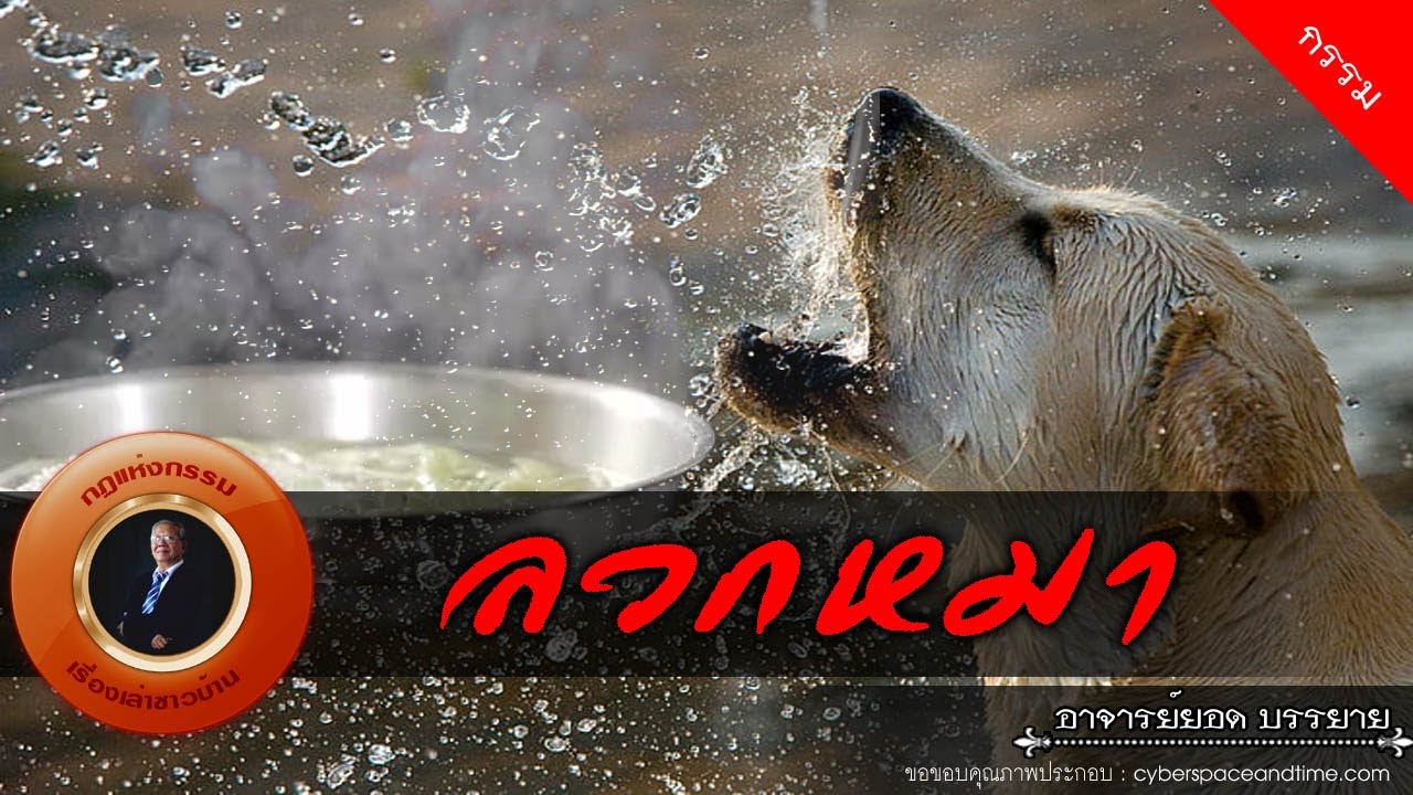 อาจารย์ยอด : ลวกหมา [กรรม]