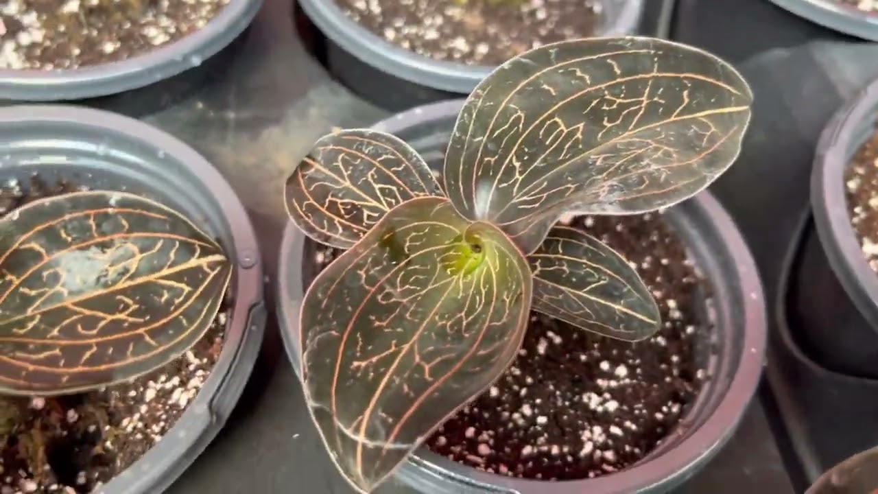 Orquídea Ludisia Discolor