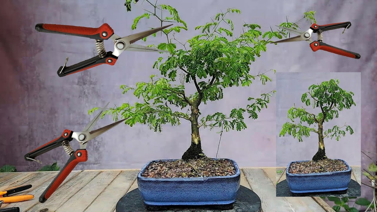 Maintenance Pruning a Brazilian Rain Tree and Creating Cuttings from The Clippings (hopefully!)