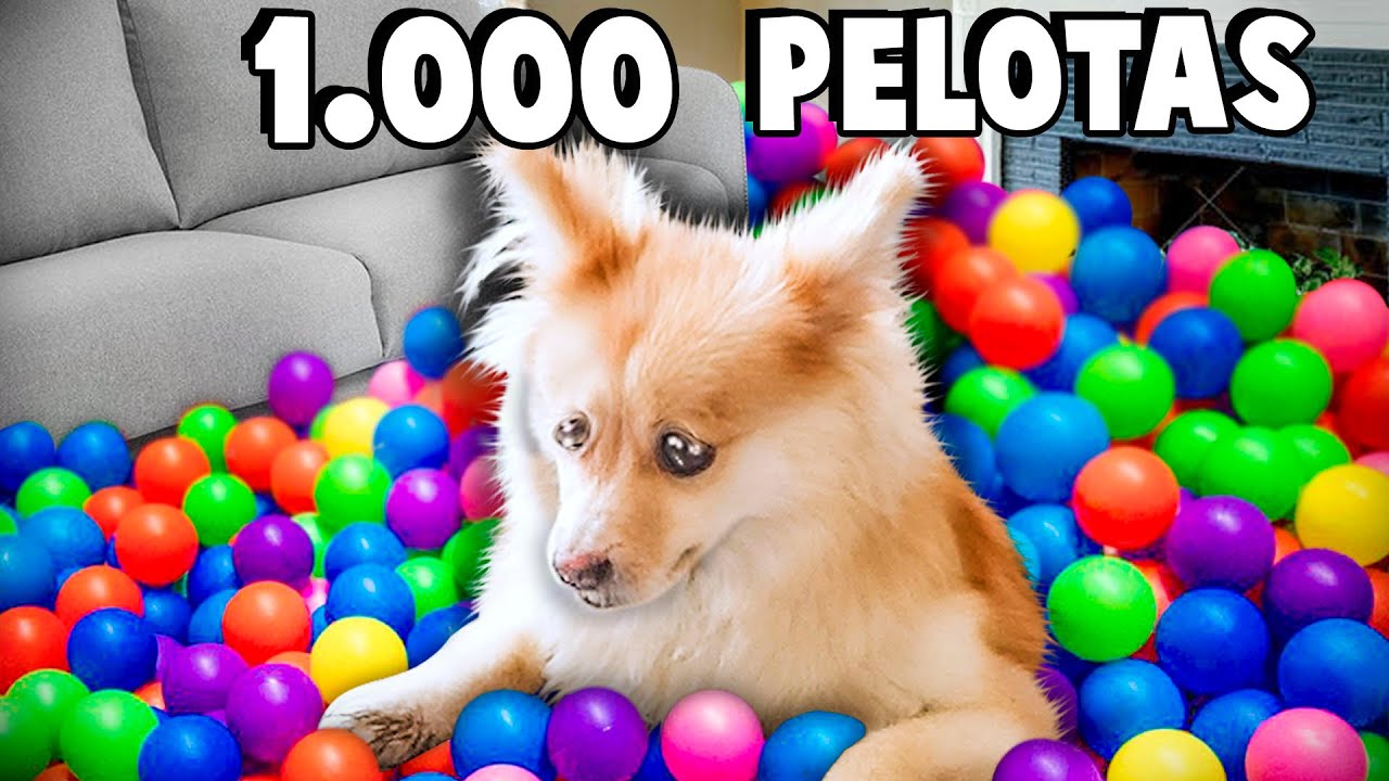 СЮРПРИЗ МОЮ СОБАКУ +1000 МЯЧЕЙ | тик ток вызов *вызов*