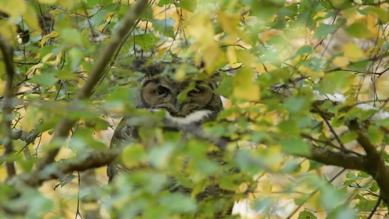 アメリカワシミミズク(Great Horned Owl)