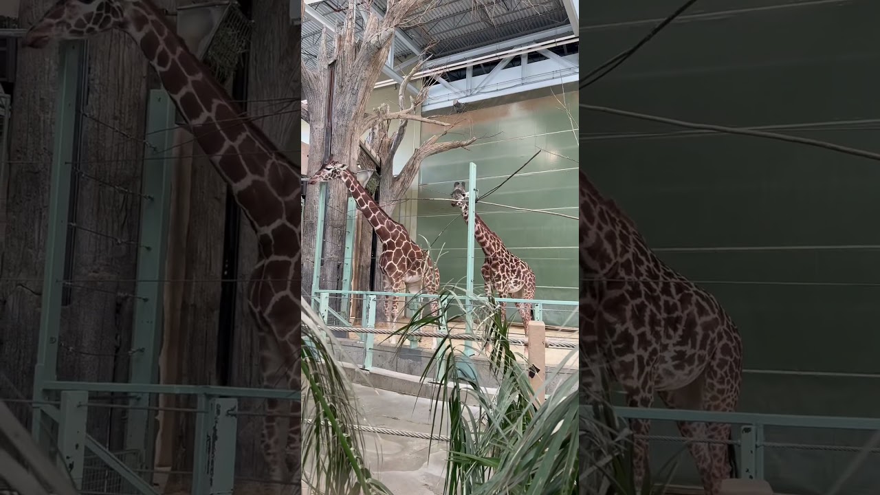 Top Things to See at the Calgary Zoo | Must-See Animals & Attractions! 🦁🐧🌿