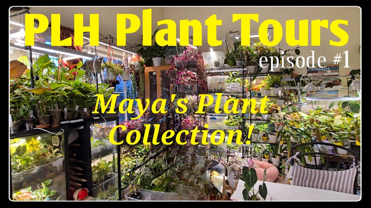 PLH Plant Tours Ep. 1 | Maya’s Indoor Jungle – Begonias, Syngoniums & More!