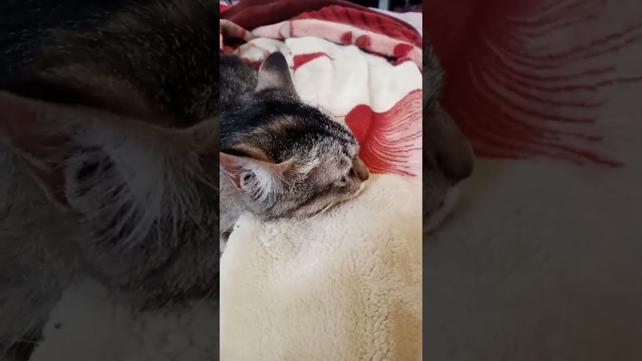 中国猫咪时刻 is live!