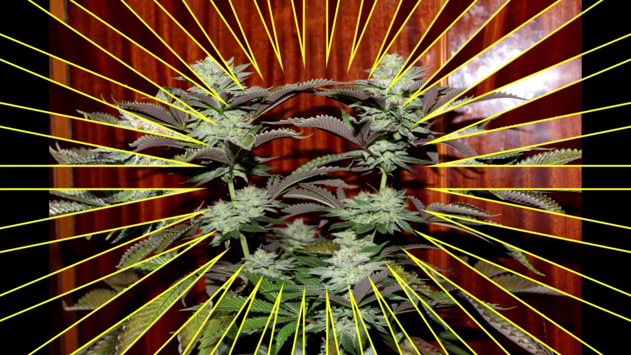 Best strain grew in 2016