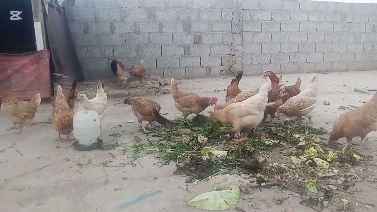birds ko sabza dalny say eggs production achi hoti hai inki