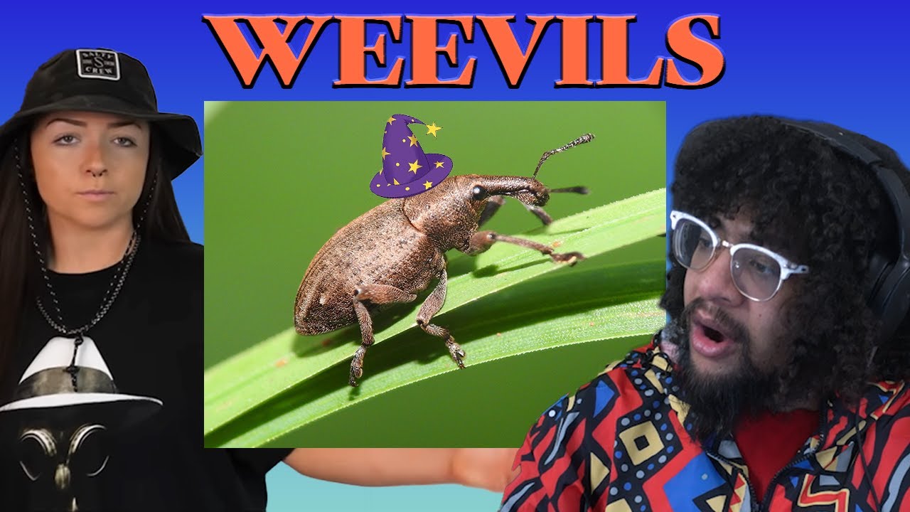 Lindsay Nikole: The Wonderful World Of Wizarding Weevils