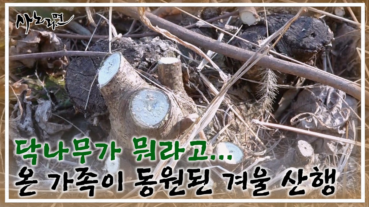 닥나무가 뭐라고... 온 가족이 동원된 겨울 산행 MBN 260222 방송