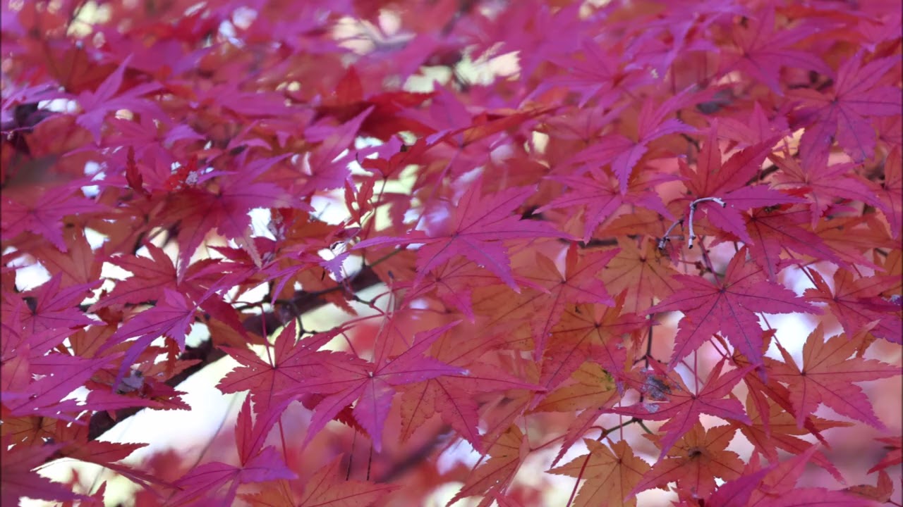 森林公園カエデ園の紅葉20251121